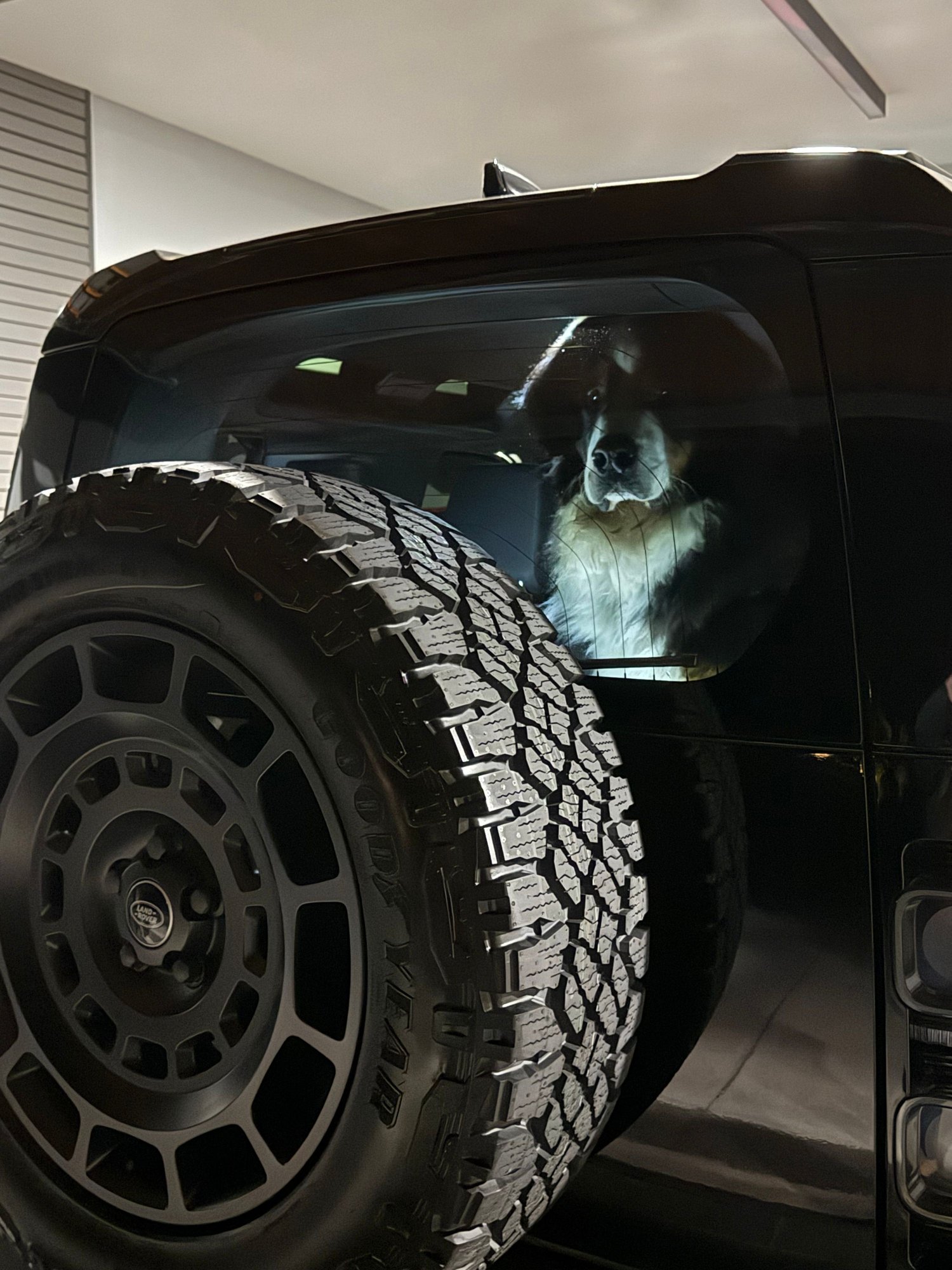 Our Bernese Mountain Dog, Fritz, loves the high roof compared to a full size Range Rover and not having to crouch while looking out the rear window.