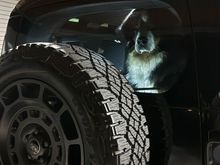 Our Bernese Mountain Dog, Fritz, loves the high roof compared to a full size Range Rover and not having to crouch while looking out the rear window.
