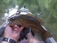 smallie