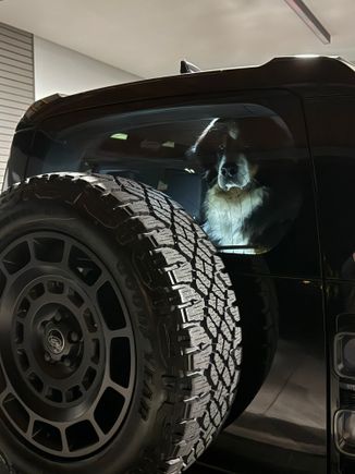 Our Bernese Mountain Dog, Fritz, loves the high roof compared to a full size Range Rover and not having to crouch while looking out the rear window.
