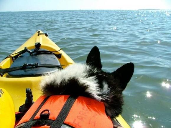 Kayaking Corgi aka ELVIS