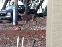 A visitor during the rut. in Oct around here.