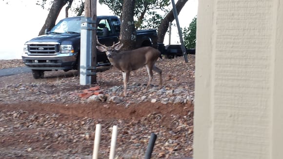 A visitor during the rut. in Oct around here.