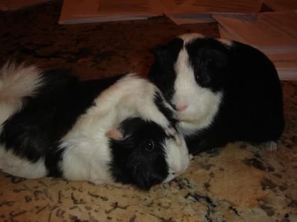 Oreo and squeeker