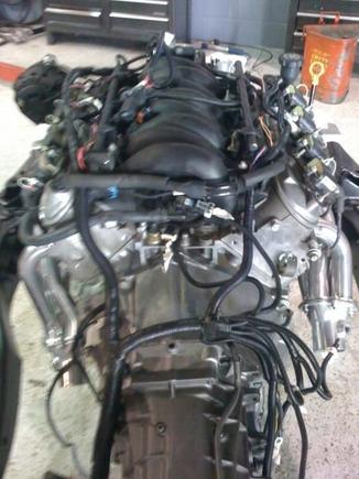 Wiring on the engine and trans.