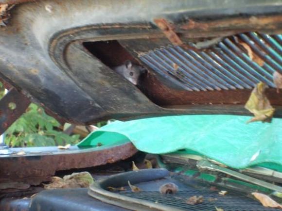 Brought a friend home from the Barn!