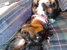 In their minds, Dachshunds are almost Dobermans; similar paint jobs, love of weinerschnitzel  and all that 