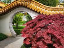 Chinese Garden in Zurich