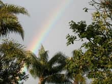 rainbow palm