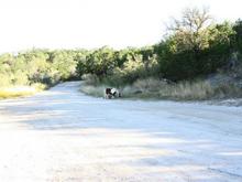 IMG 4758 Marble Falls pony