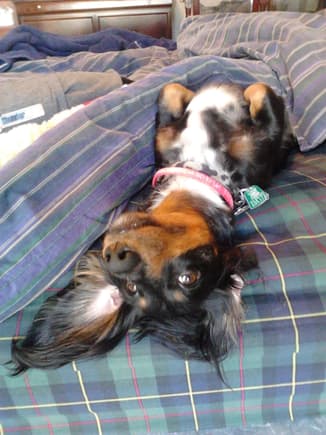In their minds, Dachshunds are almost Dobermans; similar paint jobs, love of weinerschnitzel  and all that 