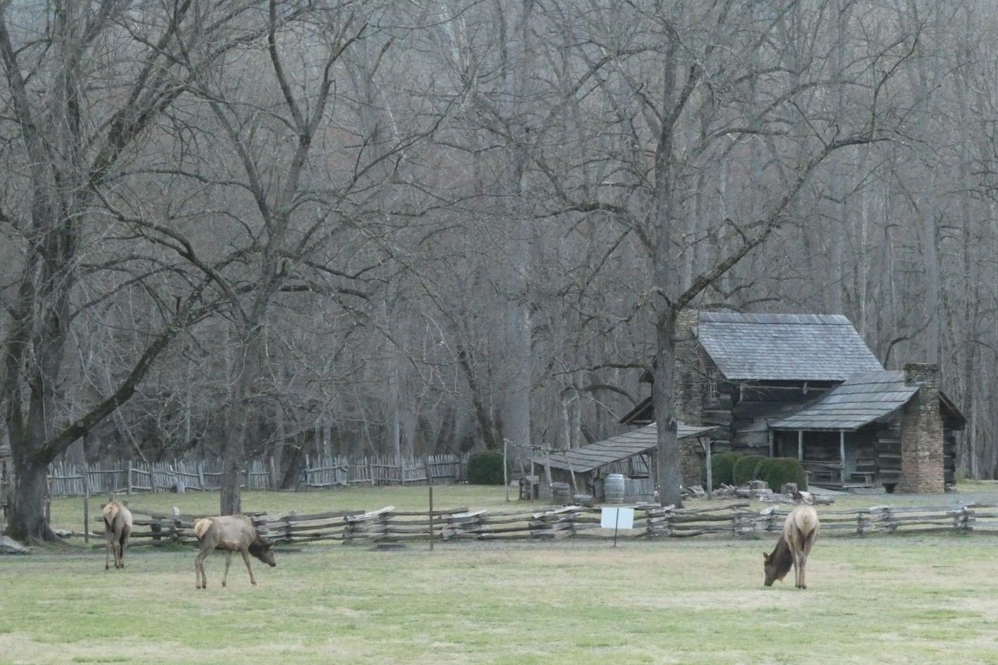 More elk near the visitor center