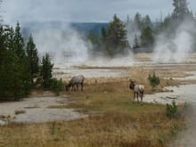 Elk at West Thumb in Yellowstone.