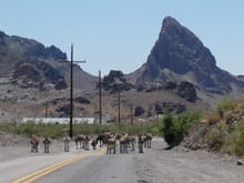 Donkey traffic jam near Oatman, AZ. The donkeys will move if you feed them from your car. We always have apples with us. These 'smart asses' learned that the town folks will feed them too. They prospered in the wild after being abandoned by the gold mining crowd over 100 years ago.
