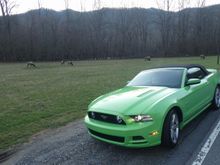 GT and elk in background
