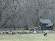 More elk near the visitor center