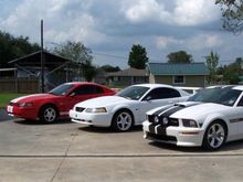 mustangs 004