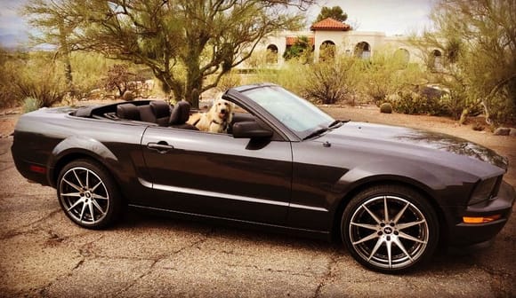 My dog's new car.