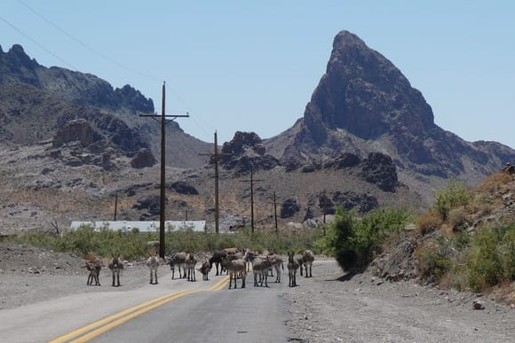 Donkey traffic jam near Oatman, AZ. The donkeys will move if you feed them from your car. We always have apples with us. These 'smart asses' learned that the town folks will feed them too. They prospered in the wild after being abandoned by the gold mining crowd over 100 years ago.