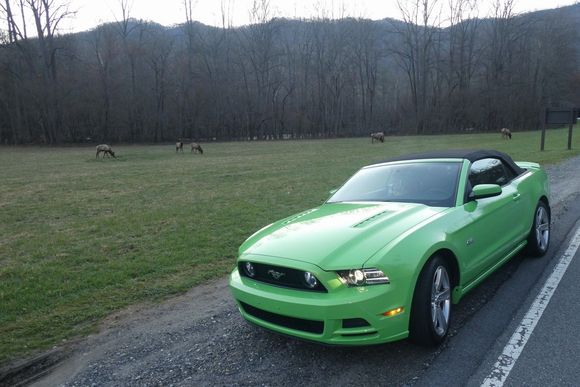 GT and elk in background