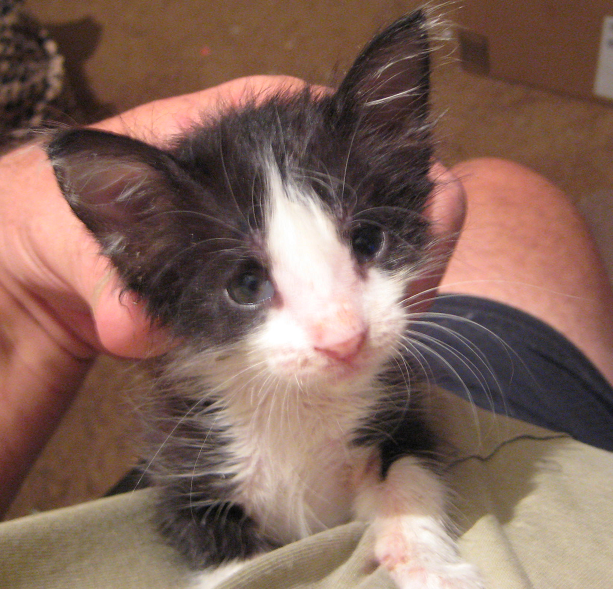 I'm Getting Pretty Good at Feeding Little Sylvia in The Wee Hours of The Night While half asleep! I Have To Use a Plastic Syringe as Her Teeth are So Sharp She Would Shread a Nipple Every Feeding and I Was Afraid she Would Choke on Broken Piece. She Must Be Part Crocodile! Maybe That is Why Mom Ditched Her!