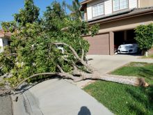 Freaking tree fell and trapped (2) cars in the garage