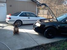My dog likes to help