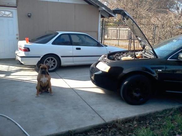 My dog likes to help