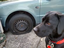Sad dog attests to lack of tires.