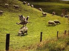 sheepjump.jpg