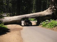 Sequoia National Park