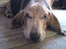 Bogie, my HUGE Basset. He weighed like 80lbs. and was one bad mofo. He died in '07 also.