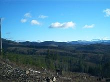 Winston creek looking toward Mount St. Helens.