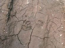 Sweet, bear tracks!
