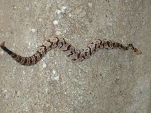 East Texas Timber Rattlesnake in middle of the road. This is why Rowdy didnt get out.