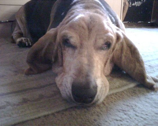 Bogie, my HUGE Basset. He weighed like 80lbs. and was one bad mofo. He died in '07 also.