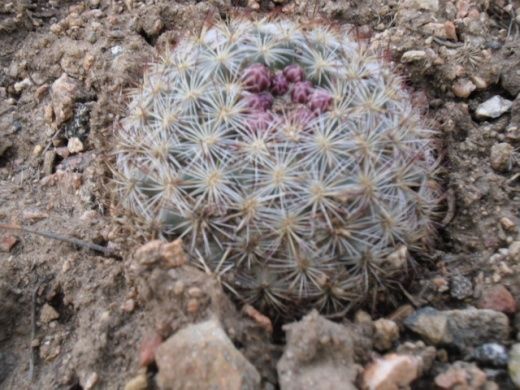 Barrel Cactus on our hike... one of 8000.