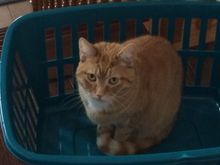 The cat is a basket case!