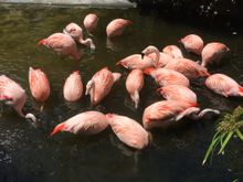 Flamingo, not the dance! The bird