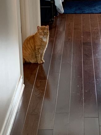 Good cat! 
