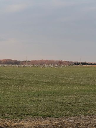 They are headed south for the winter 