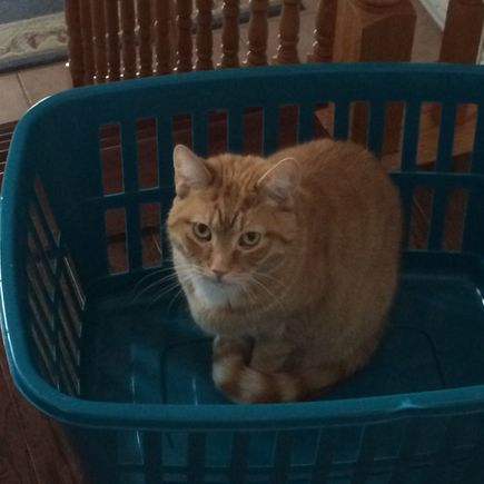 The cat is a basket case!