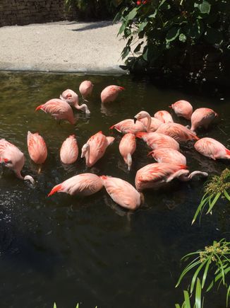 Flamingo, not the dance! The bird