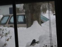I need to get a better picture of her now that the snow is starting to melt.