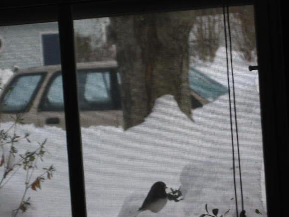 I need to get a better picture of her now that the snow is starting to melt.