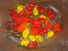 Beautiful HOT peppers