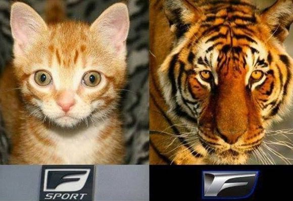 In all seriousness it depends what type of ride you're looking for...
V6 vs V8 5quarts vs 10quarts oil
The F is a real thirsty beast when it comes to fuel! Many don't take into account but you're going to get acquainted with the fuel station very quickly. Brakes and tires are a must and depending how you drive, you'll be replacing rears more often.