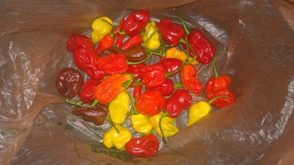 Beautiful HOT peppers