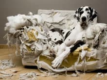 great dane torn couch