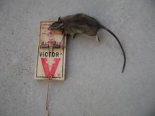 Rat compressed